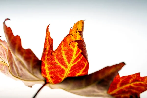 Herfst Bladeren Een Witte Achtergrond — Stockfoto