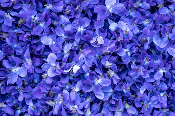 Blomma Bakgrund Makro Bild Våren Violetta Blommor — Stockfoto