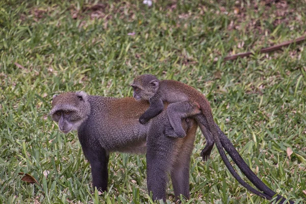 Bermain Monyet Sebuah Kompleks Hotel Kenya — Stok Foto