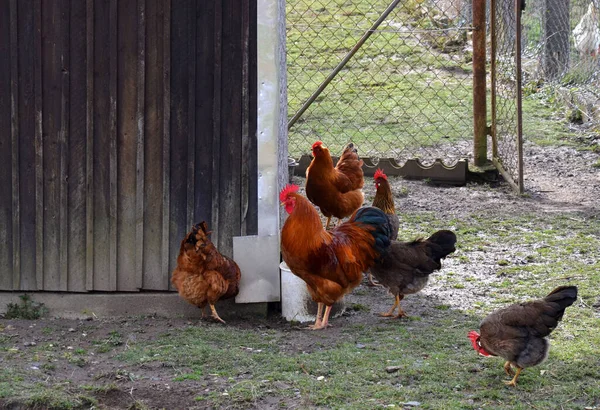 Boldog Szabadtartású Csirkék Kakassal — Stock Fotó