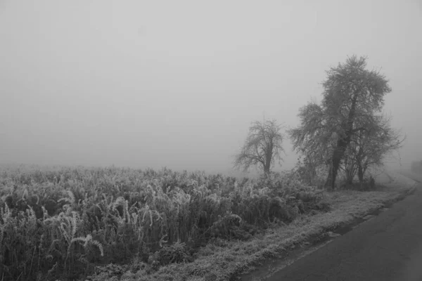 Frost Und Nebel Auf Dem Lande — Foto Stock