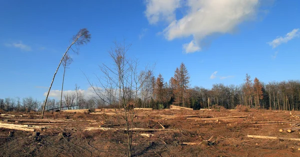 Açık Kesim Ormanların Yok Edilmesinden Sonra Tomurcukları Koçanları Ağaç Kabuğu — Stok fotoğraf