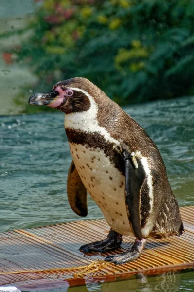 Primo Piano Pinguino Allo Zoo — Foto Stock