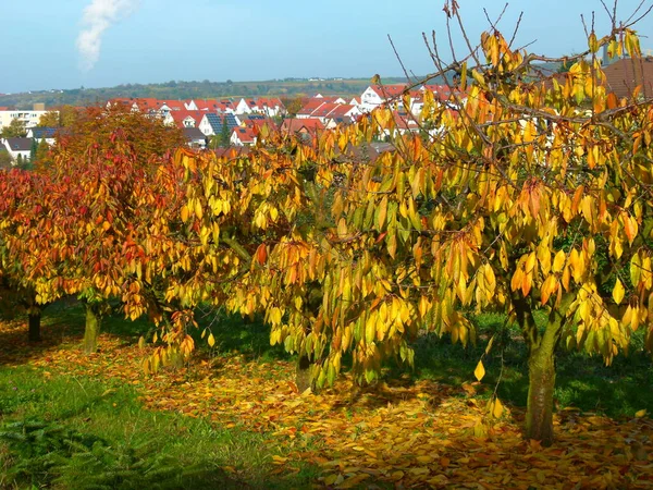 Winnica Sezonie Jesiennym — Zdjęcie stockowe