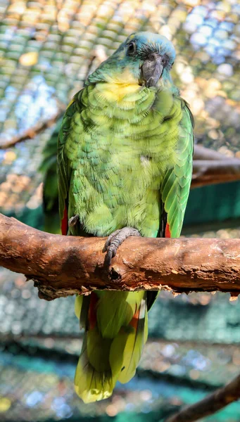 Portrait Parrot Aviary — Stock Photo, Image