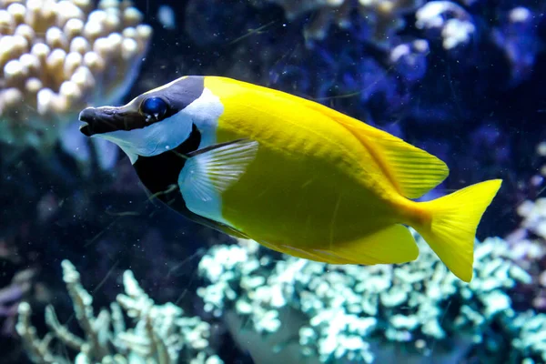 Vissen Het Rif Zeedieren Voelen Zich Veilig Het Rif — Stockfoto