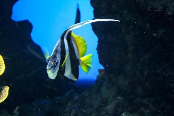 Peces Arrecife Criaturas Marinas Sienten Seguras Arrecife —  Fotos de Stock