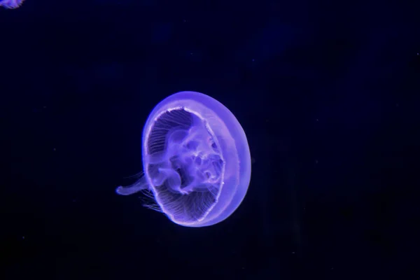 Retrato Uma Bela Medusa Medusas São Majestosamente Belos Animais — Fotografia de Stock