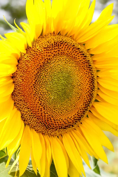 Porträt Makro Einer Sonnenblume Sonnenlicht — Stockfoto