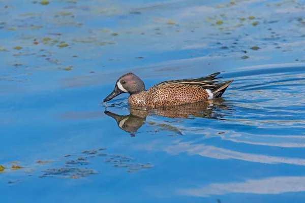 Blue Winged Teal Nuoto Uno Stagno Paludoso Brazos Bend State — Foto Stock