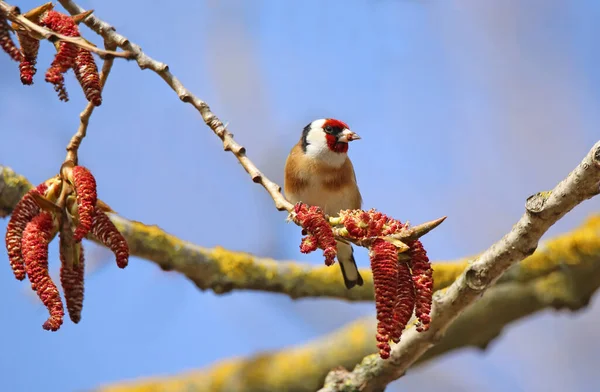 Beautiful Bird Branch — Stock Photo, Image