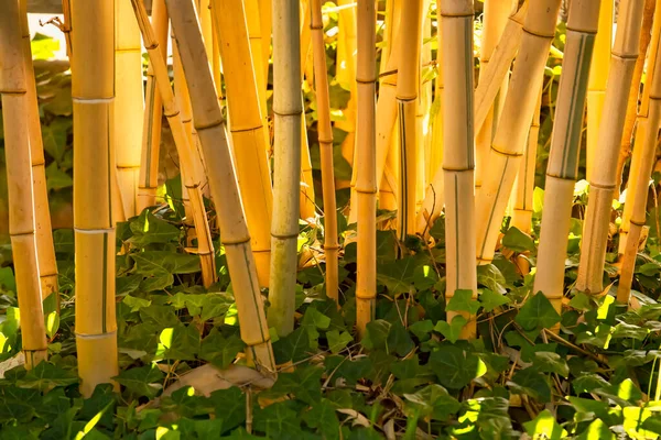 Bosque Bambú Jardín — Foto de Stock