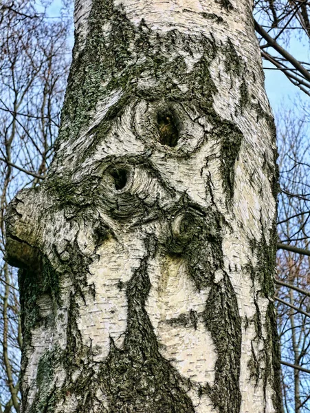 Corteza Árbol Bosque — Foto de Stock