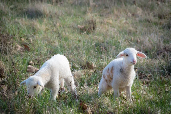 Twee Jonge Lammeren Een Weide Met Pasen — Stockfoto