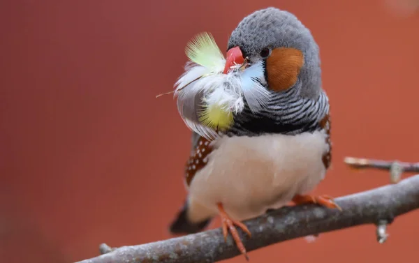 Zebra finch with nesting material