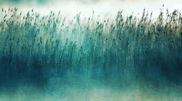 Paisagem Com Nevoeiro Matutino Sobre Zonas Húmidas Grama Junco Azul — Fotografia de Stock