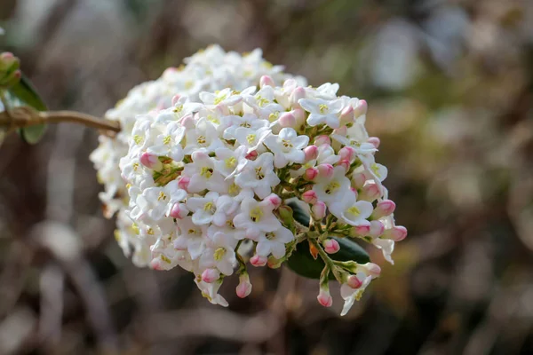 Vackra Vita Blommor Buske Eller Ett Träd — Stockfoto