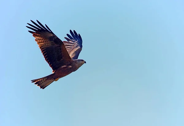 Nibbio Nero Nero Milano Milvus Migrans Sopra Pozzo Argilla Mechtersheim — Foto Stock