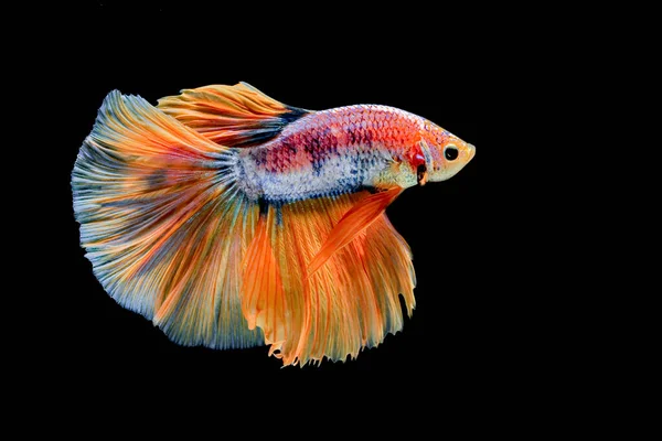 Peixes Siameses Lutam Contra Peixes Amarelos Com Azul Betta Splendens — Fotografia de Stock