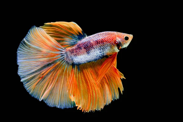 Peixes Siameses Lutam Contra Peixes Amarelos Com Azul Betta Splendens — Fotografia de Stock