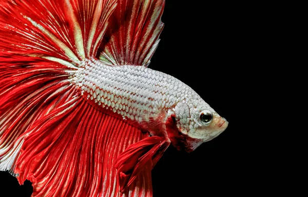 Peixes Siameses Peixes Vermelhos Fundo Preto Betta Splendens Betta Fish — Fotografia de Stock