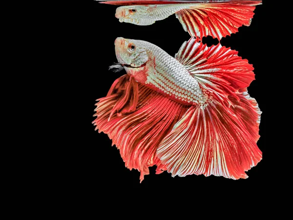 Poissons Combat Siamois Poissons Rouges Fond Noir Betta Splendens Betta — Photo