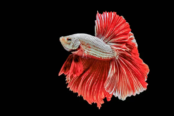 Siamesisk Kampfisk Röd Fisk Svart Bakgrund Betta Splendens Betta Fisk — Stockfoto