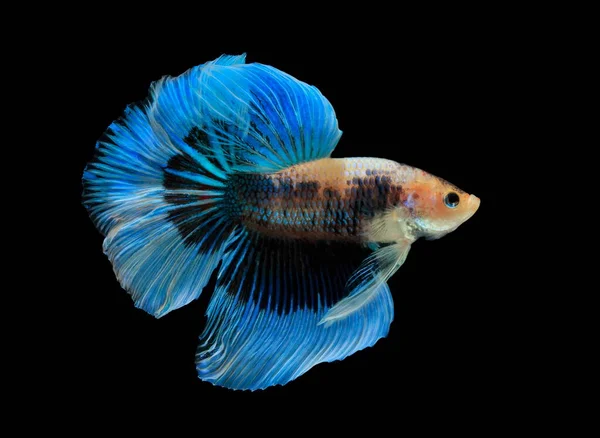 Siamese Fighting Fish Fight Blue Fish Betta Splendens Betta Fish — Stock Photo, Image