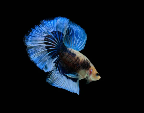 Les Siamois Combattent Poisson Bleu Betta Splendens Betta Fish Halfmoon — Photo