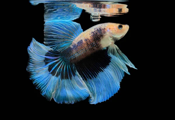 Les Siamois Combattent Poisson Bleu Betta Splendens Betta Fish Halfmoon — Photo