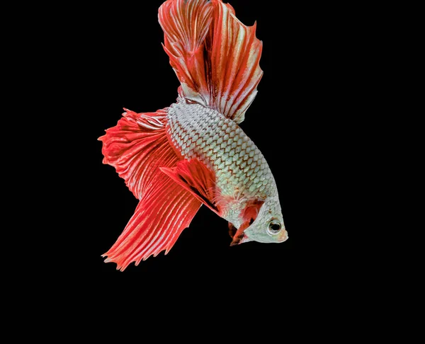 Poissons Combat Siamois Poissons Rouges Fond Noir Betta Splendens Betta — Photo