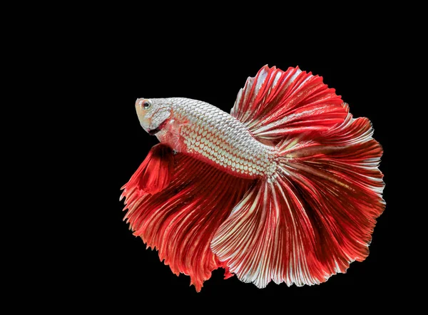 Siamese Μάχη Ψάρι Κόκκινο Ψάρι Μαύρο Φόντο Betta Splendens Ψάρια — Φωτογραφία Αρχείου