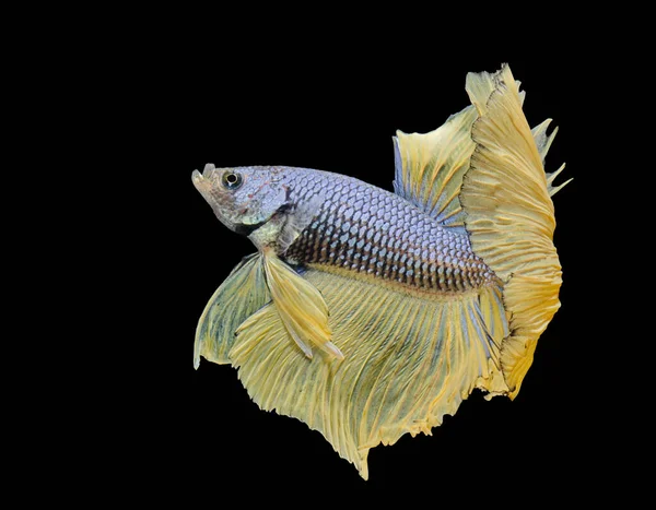 Siamese Μάχη Ψάρι Αγώνα Κίτρινο Ψάρια Betta Splendens Ψάρια Betta — Φωτογραφία Αρχείου