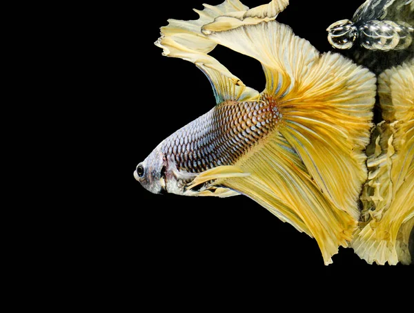 Siamesisk Kampfisk Kampen Gul Fisk Betta Splendens Betta Fisk Halfmoon — Stockfoto