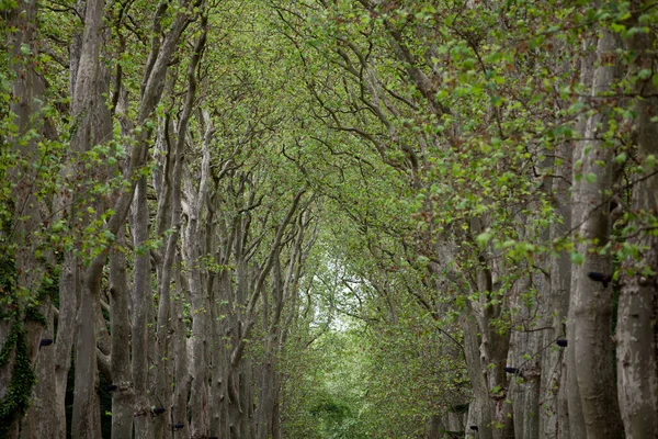Aleją Drzew Terenie Zamku Chenonceau Francja — Zdjęcie stockowe