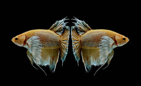 シャムの戦いの魚と戦う黄色い魚 Splendens のベタの魚 ハーフムーン — ストック写真