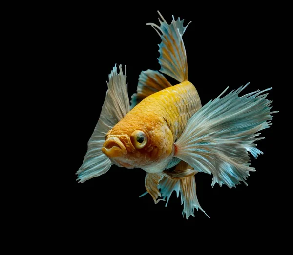 Сиамские Боевые Рыбы Сражаются Жёлтой Рыбой Бетта Блестит Бетта Рыба — стоковое фото
