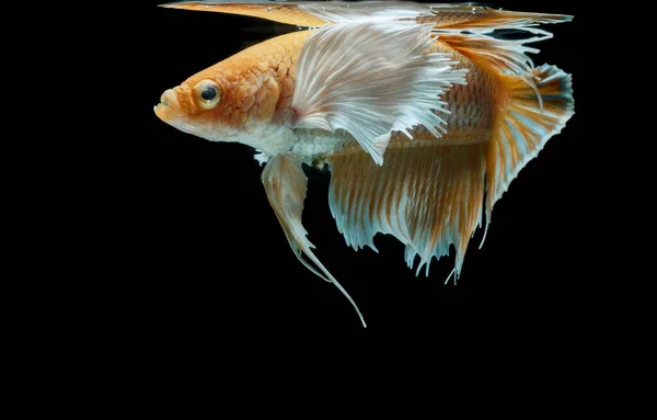 싸우는 물고기 노란색 물고기 Betta Splendens Betta 물고기 Betta — 스톡 사진