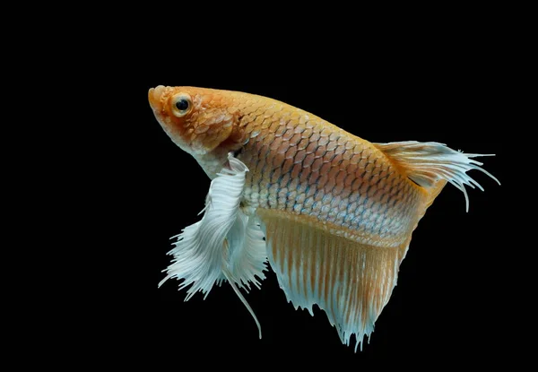 Siamesisk Kampfisk Kampen Gul Fisk Betta Splendens Betta Fisk Halfmoon — Stockfoto