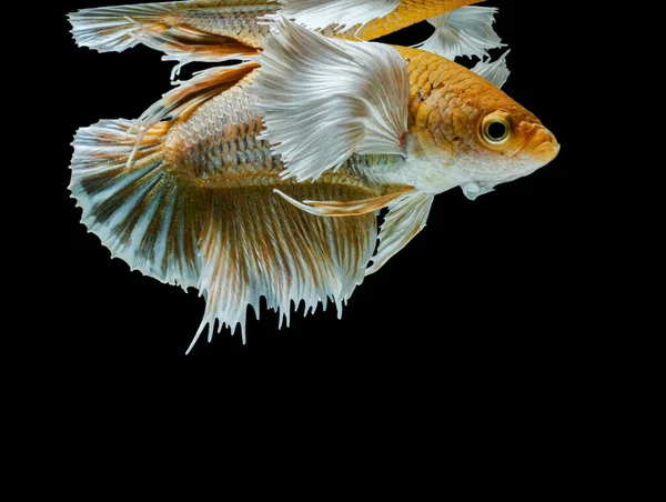Peixes Siameses Lutam Contra Peixes Amarelos Betta Splendens Betta Fish — Fotografia de Stock