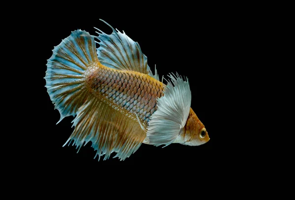 Peixes Siameses Lutam Contra Peixes Amarelos Betta Splendens Betta Fish — Fotografia de Stock