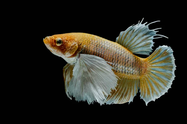 Siamesische Kampffische Kämpfen Gegen Gelbe Fische Betta Splendens Betta Fish — Stockfoto