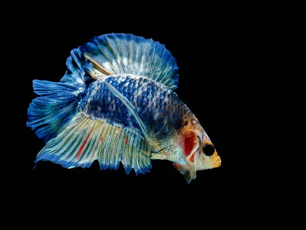 Les Siamois Combattent Poisson Bleu Betta Splendens Betta Fish Halfmoon — Photo