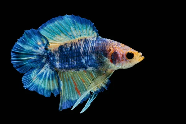 Siamesisk Kampfisk Kampen Blå Fisk Betta Splendens Betta Fisk Halfmoon — Stockfoto