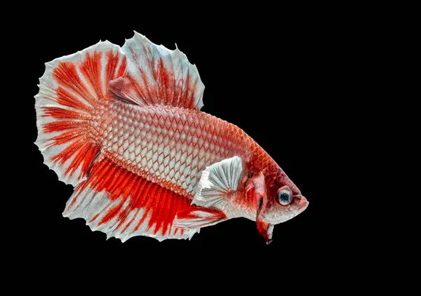 Siamesische Kampffische Kämpfen Gegen Rote Fische Betta Splendens Betta Fish — Stockfoto