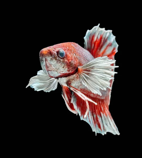 Сиамские Боевые Рыбы Сражаются Красной Рыбой Бетта Великолепен Бетта Рыба — стоковое фото