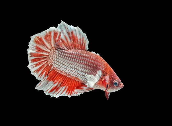 Siamesisk Kampfisk Kampen Kungsfisken Betta Splendens Betta Fisk Halfmoon Betta — Stockfoto