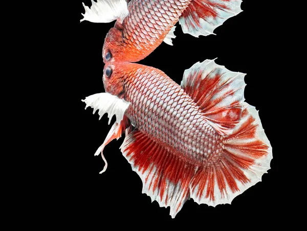 Καταπολέμηση Siamese Μάχη Ψάρι Κόκκινα Ψάρια Betta Splendens Ψάρια Betta — Φωτογραφία Αρχείου