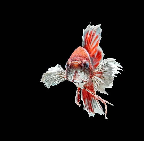 Καταπολέμηση Siamese Μάχη Ψάρι Κόκκινα Ψάρια Betta Splendens Ψάρια Betta — Φωτογραφία Αρχείου