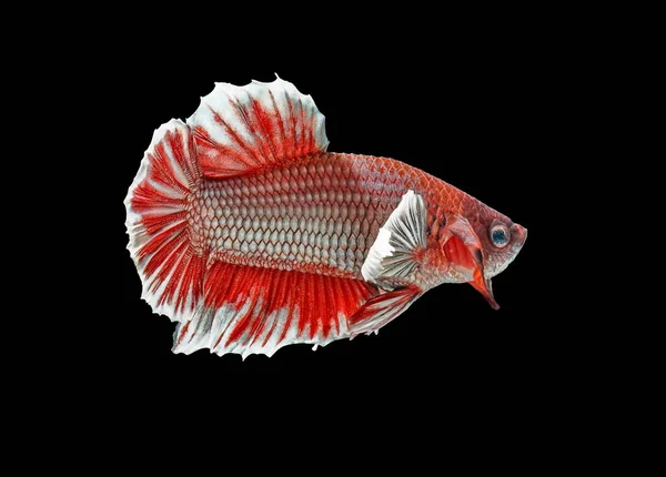 シャムの戦いの魚と戦う赤い魚 Splendens のベタの魚 ハーフムーン — ストック写真